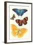 Varieties of Butterfly-null-Framed Art Print