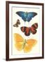 Varieties of Butterfly-null-Framed Art Print