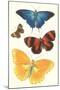 Varieties of Butterfly-null-Mounted Art Print