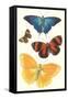 Varieties of Butterfly-null-Framed Stretched Canvas