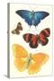 Varieties of Butterfly-null-Stretched Canvas