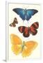 Varieties of Butterfly-null-Framed Art Print