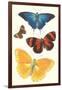 Varieties of Butterfly-null-Framed Art Print