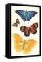Varieties of Butterfly-null-Framed Stretched Canvas