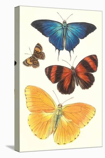 Varieties of Butterfly-null-Stretched Canvas