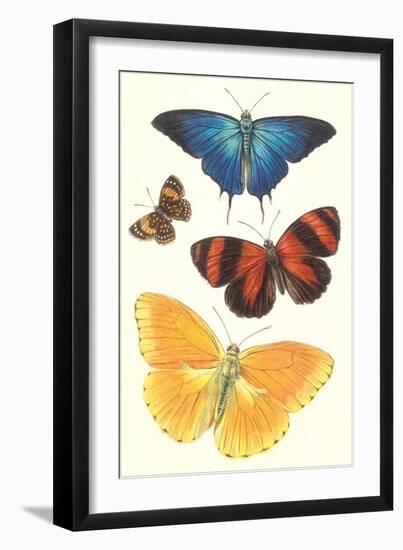 Varieties of Butterfly-null-Framed Art Print