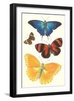 Varieties of Butterfly-null-Framed Art Print