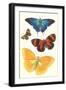 Varieties of Butterfly-null-Framed Art Print