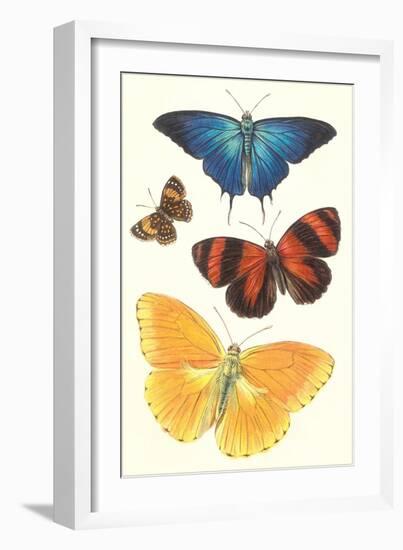 Varieties of Butterfly-null-Framed Art Print