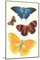 Varieties of Butterfly-null-Mounted Art Print