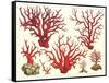 Varieties of Coral-null-Framed Stretched Canvas
