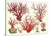 Varieties of Coral-null-Stretched Canvas