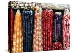 Varieties of Corn that Lacandons Grow in Their Milpas, Selva Lacandona, Naha, Chiapas, Mexico-Russell Gordon-Stretched Canvas