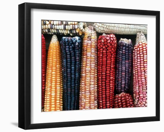 Varieties of Corn that Lacandons Grow in Their Milpas, Selva Lacandona, Naha, Chiapas, Mexico-Russell Gordon-Framed Photographic Print