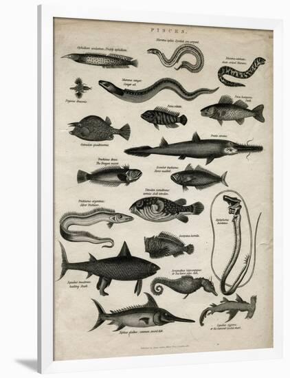 Varieties of Fish-null-Framed Art Print