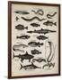 Varieties of Fish-null-Framed Art Print