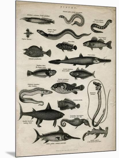 Varieties of Fish-null-Mounted Art Print