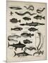 Varieties of Fish-null-Mounted Art Print