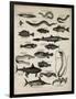 Varieties of Fish-null-Framed Art Print