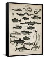 Varieties of Fish-null-Framed Stretched Canvas