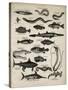 Varieties of Fish-null-Stretched Canvas