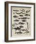 Varieties of Fish-null-Framed Art Print