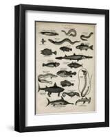 Varieties of Fish-null-Framed Art Print