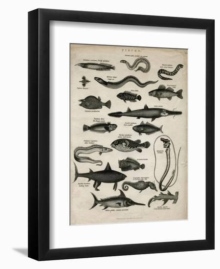 Varieties of Fish-null-Framed Art Print