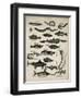 Varieties of Fish-null-Framed Art Print