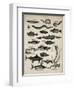 Varieties of Fish-null-Framed Art Print