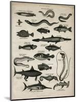 Varieties of Fish-null-Mounted Art Print