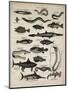 Varieties of Fish-null-Mounted Art Print