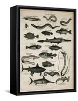 Varieties of Fish-null-Framed Stretched Canvas