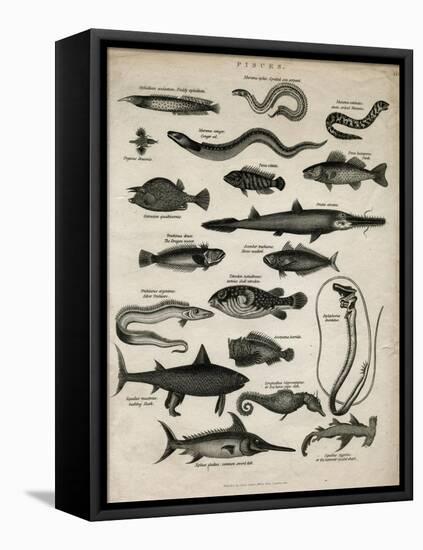 Varieties of Fish-null-Framed Stretched Canvas