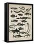 Varieties of Fish-null-Framed Stretched Canvas