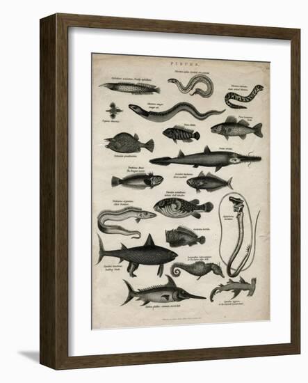 Varieties of Fish-null-Framed Art Print