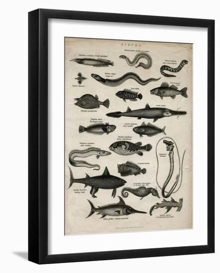 Varieties of Fish-null-Framed Art Print