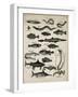 Varieties of Fish-null-Framed Art Print