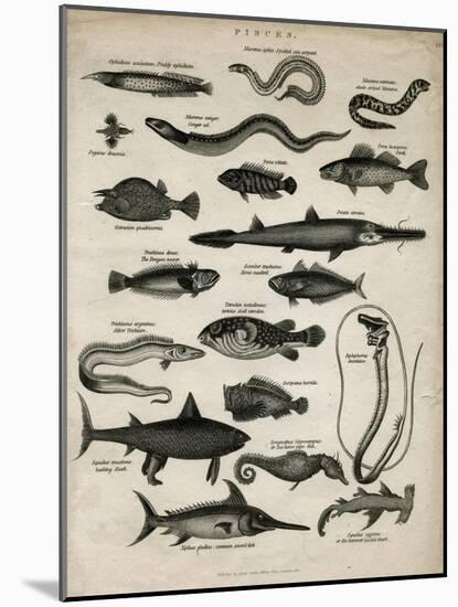 Varieties of Fish-null-Mounted Art Print