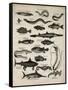 Varieties of Fish-null-Framed Stretched Canvas