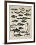 Varieties of Fish-null-Framed Art Print