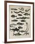 Varieties of Fish-null-Framed Art Print