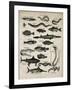 Varieties of Fish-null-Framed Art Print