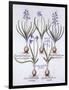 Varieties of Hyacinth with Bulb, from 'Hortus Eystettensis', by Basil Besler (1561-1629), Pub. 1613-German School-Framed Giclee Print
