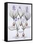 Varieties of Hyacinth with Bulb, from 'Hortus Eystettensis', by Basil Besler (1561-1629), Pub. 1613-German School-Framed Stretched Canvas