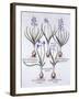 Varieties of Hyacinth with Bulb, from 'Hortus Eystettensis', by Basil Besler (1561-1629), Pub. 1613-German School-Framed Giclee Print