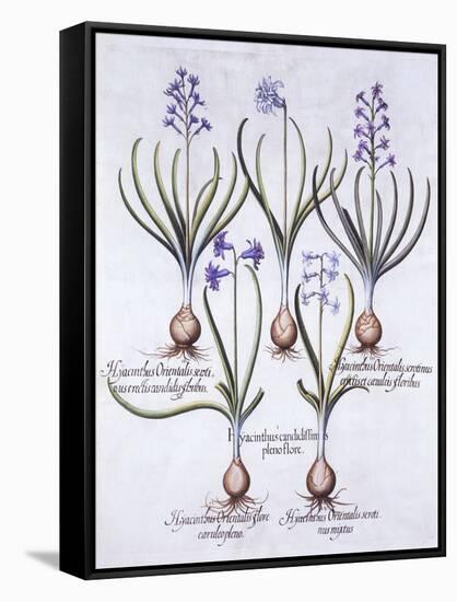 Varieties of Hyacinth with Bulb, from 'Hortus Eystettensis', by Basil Besler (1561-1629), Pub. 1613-German School-Framed Stretched Canvas