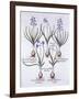 Varieties of Hyacinth with Bulb, from 'Hortus Eystettensis', by Basil Besler (1561-1629), Pub. 1613-German School-Framed Giclee Print