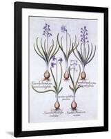 Varieties of Hyacinth with Bulb, from 'Hortus Eystettensis', by Basil Besler (1561-1629), Pub. 1613-German School-Framed Giclee Print