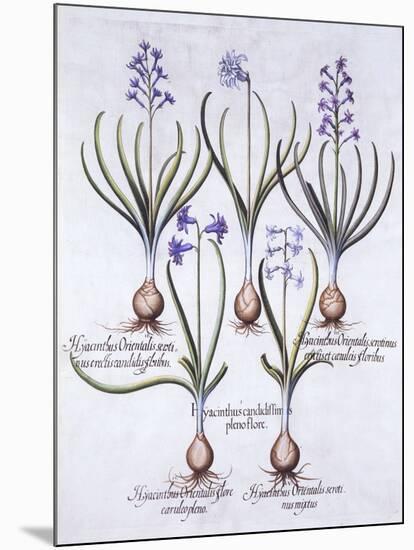 Varieties of Hyacinth with Bulb, from 'Hortus Eystettensis', by Basil Besler (1561-1629), Pub. 1613-German School-Mounted Giclee Print